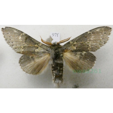 Stauropus fagi (Linnaeus, 1758) male Potwora buczynówka Czech97f